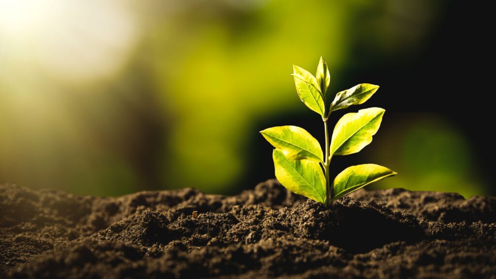 From Farm to Global Market: How Sustainable Agriculture is Transforming Kenyan Exports